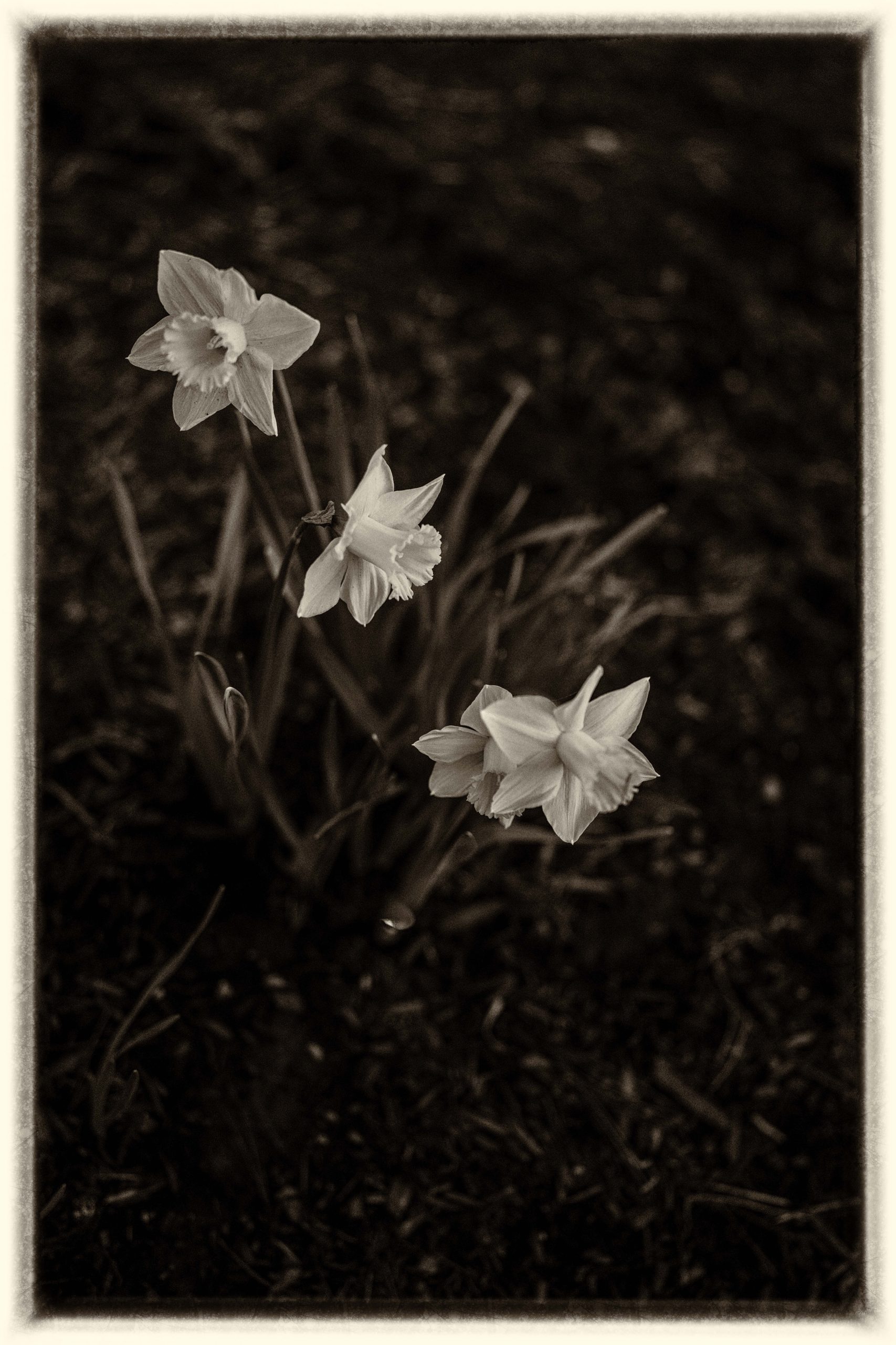 Daffodils - Musician’s Creative Journey Week Ten Reflection