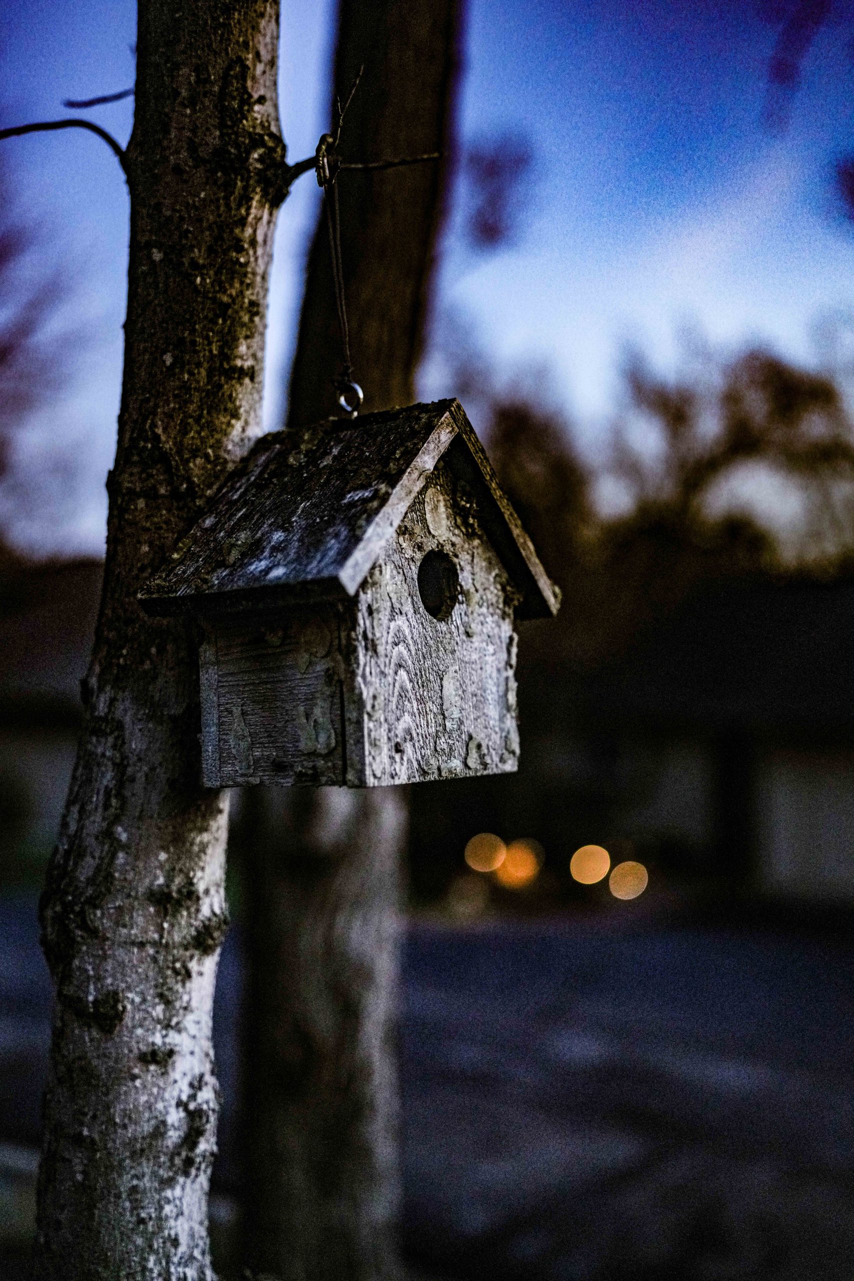 Bird House - Musician’s Creative Journey Week Ten Reflection