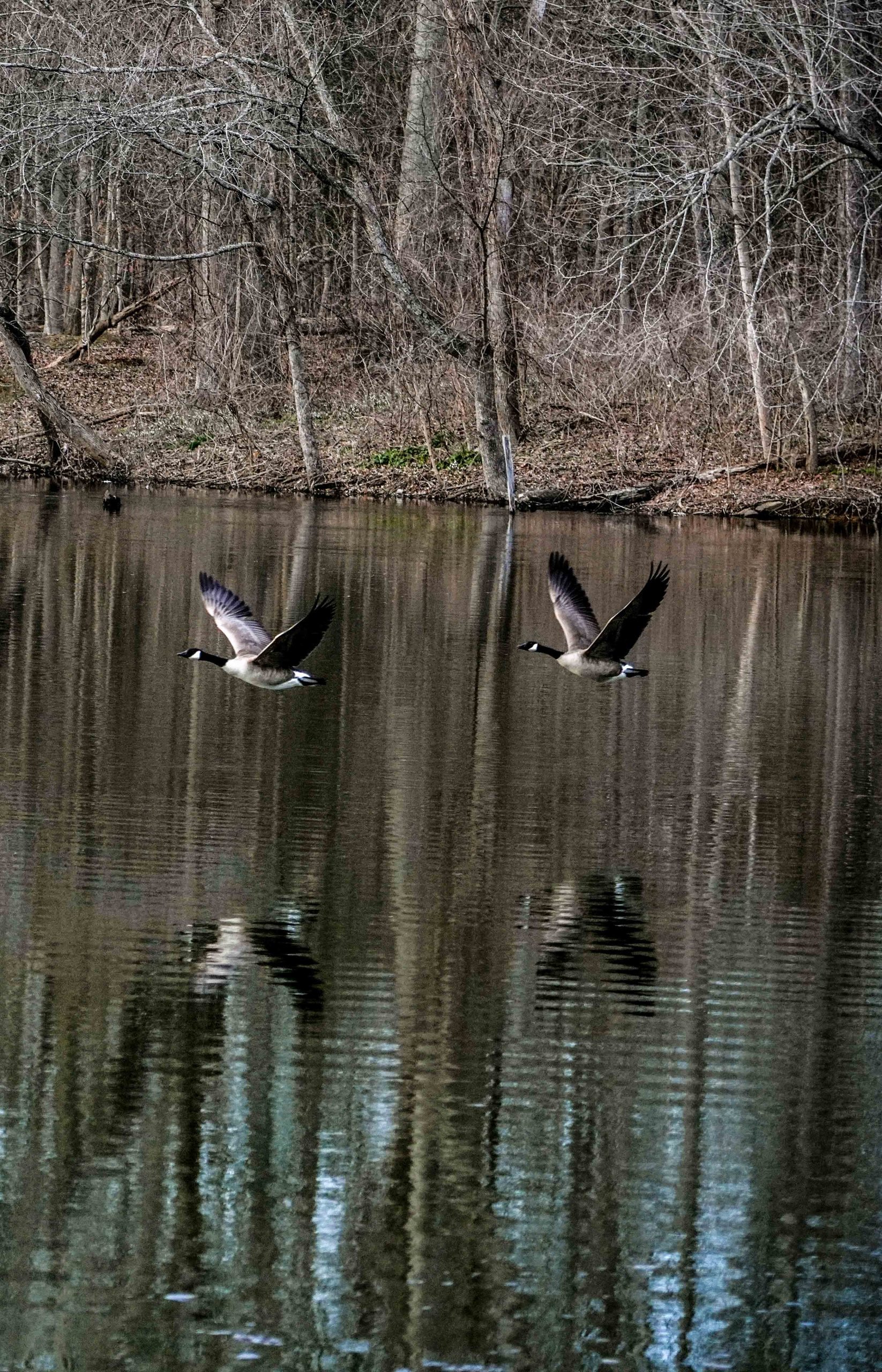 Two birds flying over water - Musicians Creative Journey