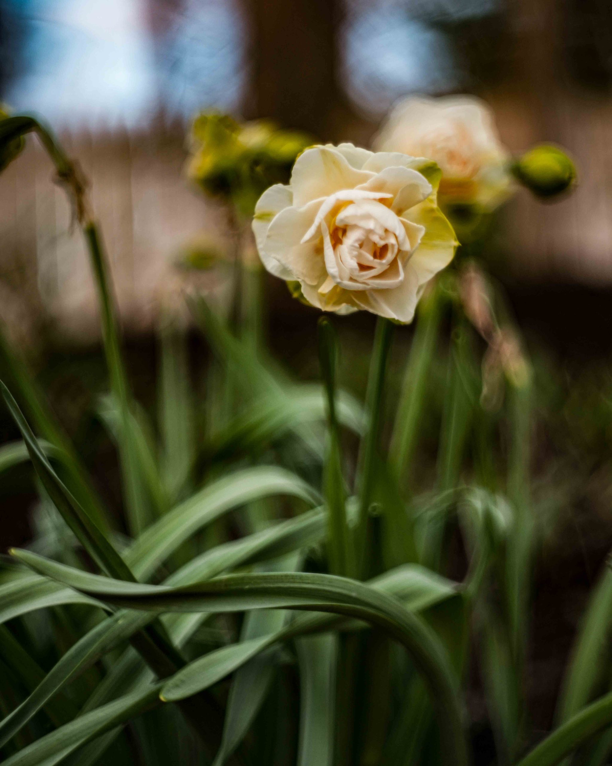 Flowers and a New Vintage Lens