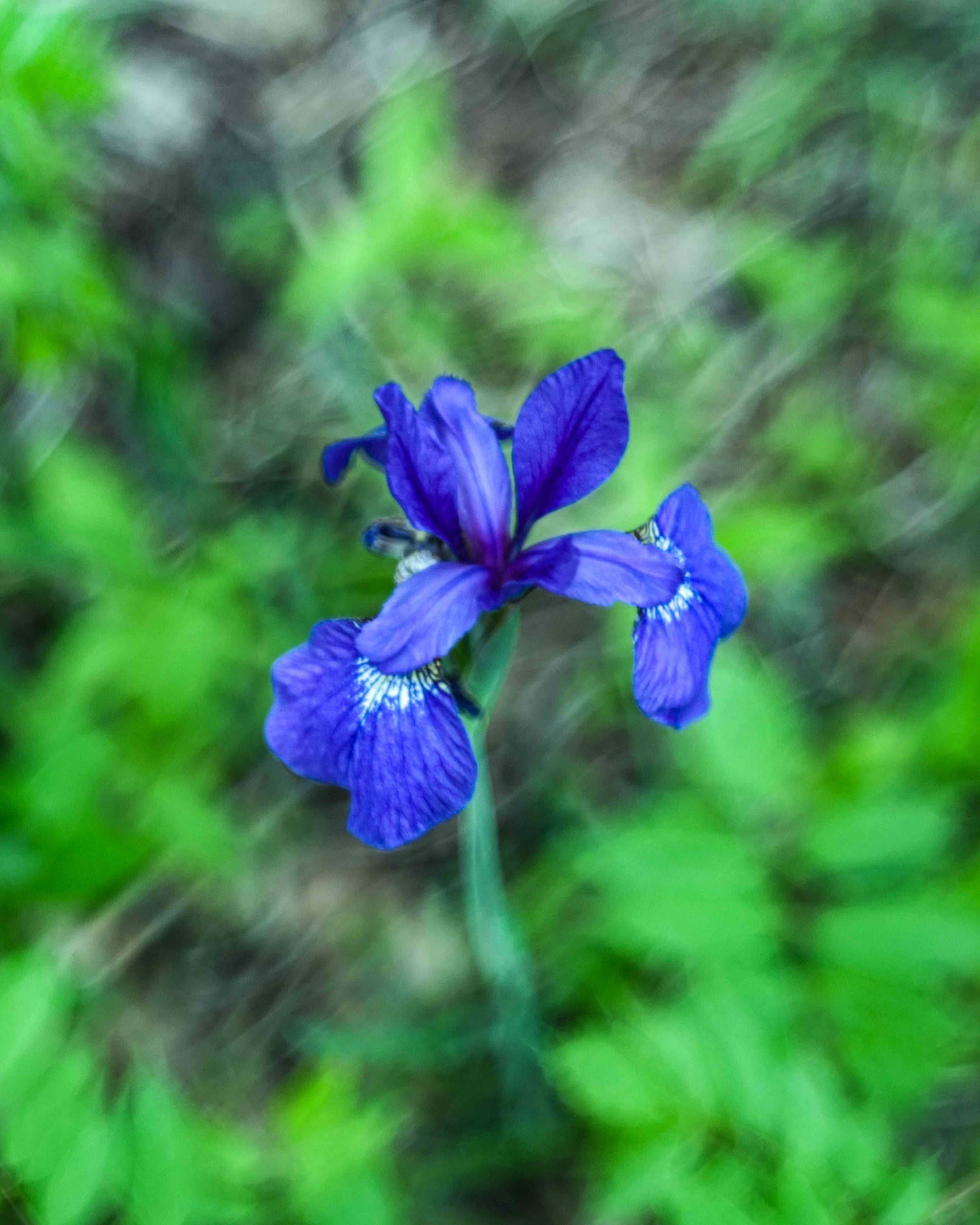 Musician's Creative Journey - Deep Blue-Purple-Siberian Iris