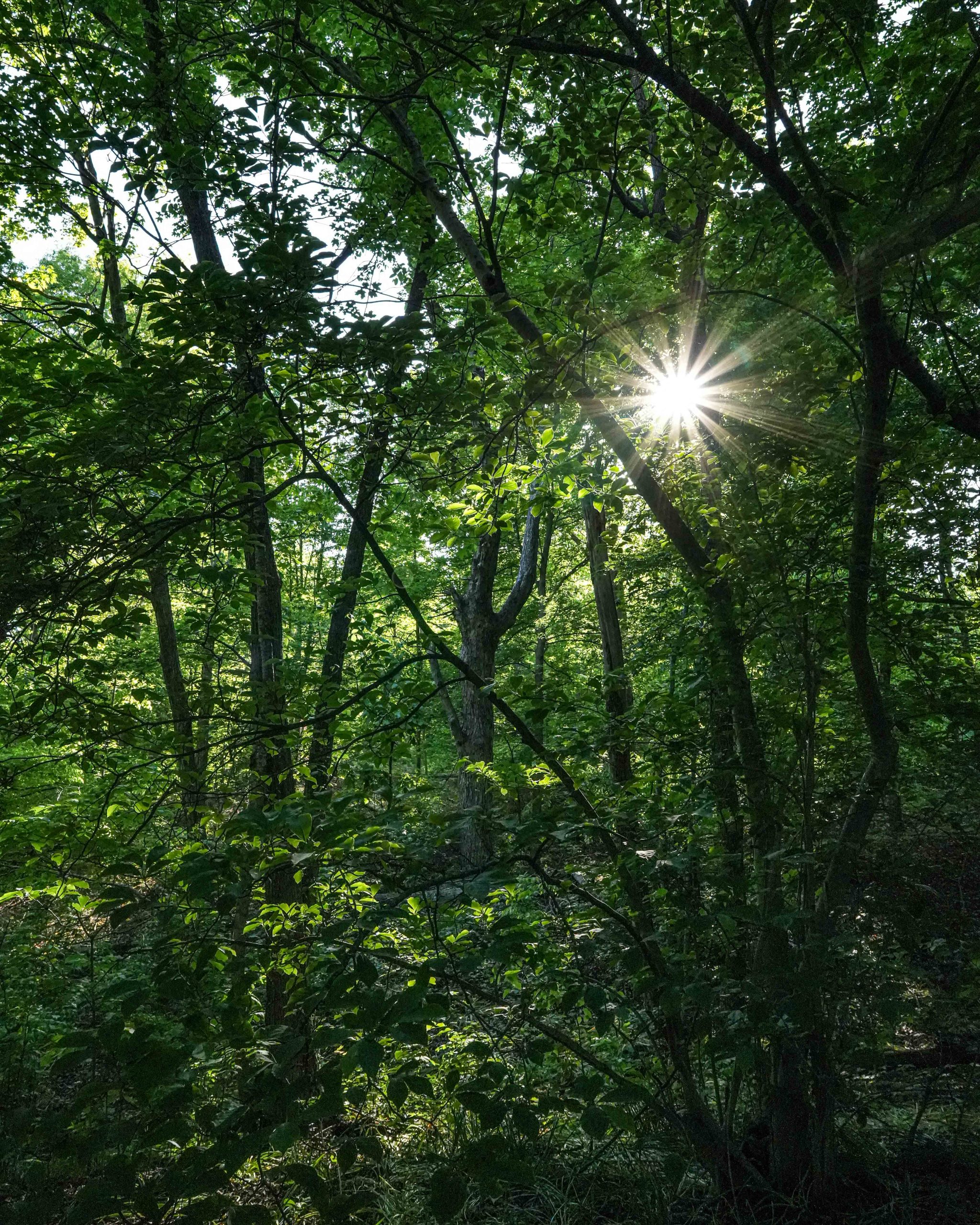 Musician's Creative Journey - Rays of Sunshine through the trees forming a sunburst of light