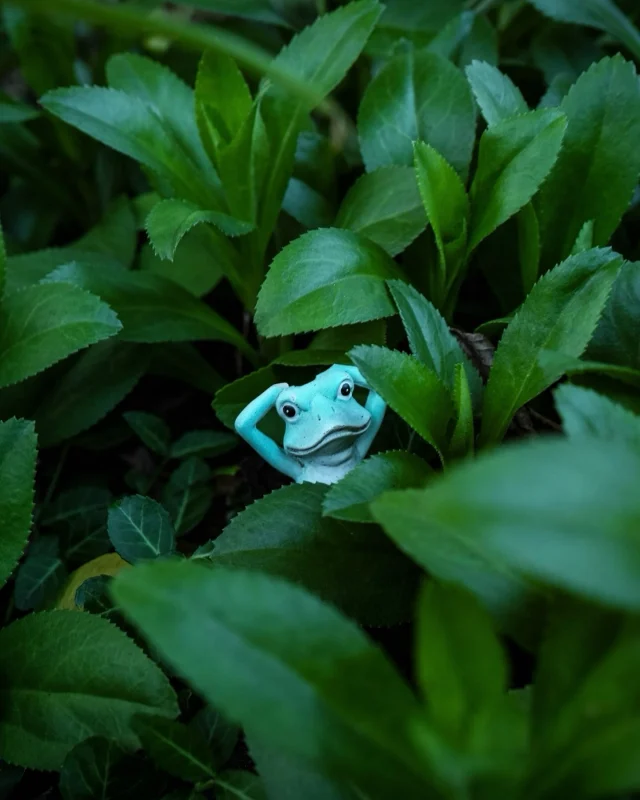 Musician's Creative Journey - Mr Frog
