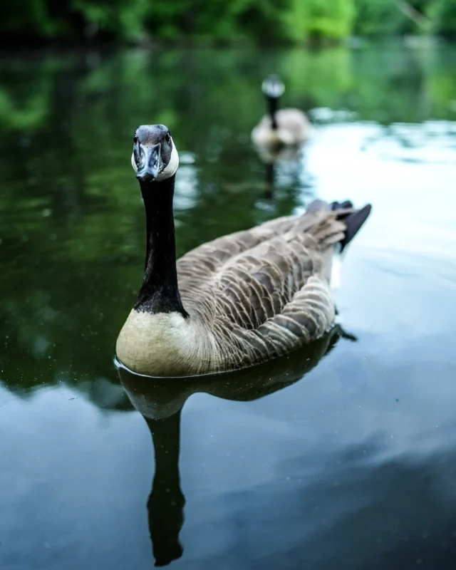 Musician's Creative Journey - Two Canadian Geese